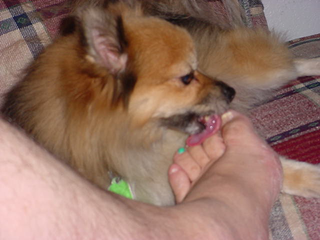 Daisy May licking my toes