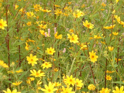 field of yellow flowers