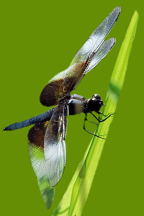 Dragonfly_14130