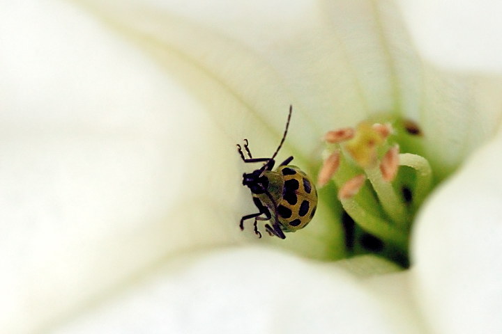 Bug N Jimson Flower_14518