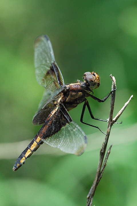 Dragonfly_14239.jpg