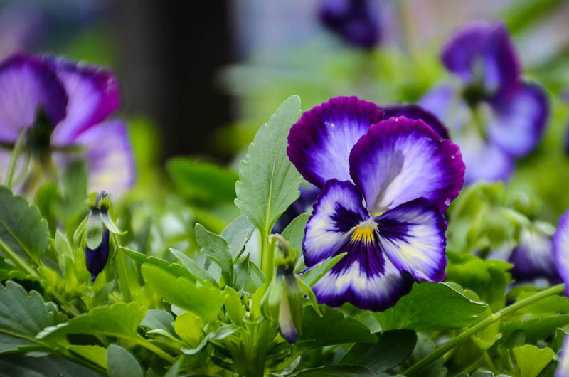 Plants  Flowers