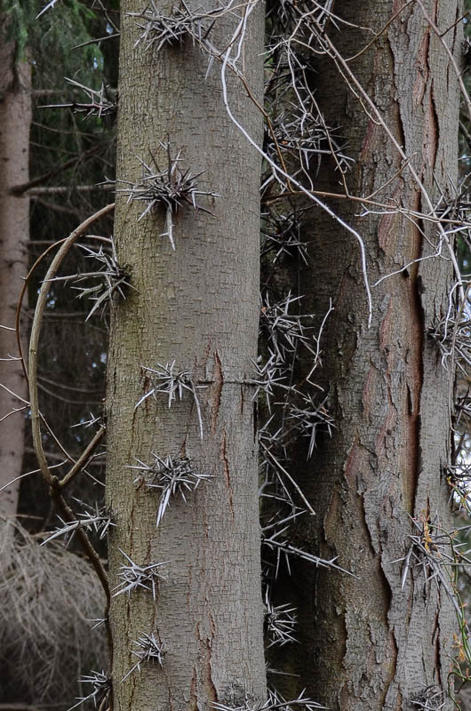 Spiked