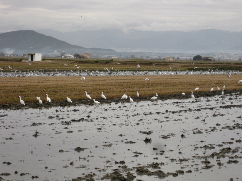 Delta de lEbre. Cam a la Bassa de lEncanyissada