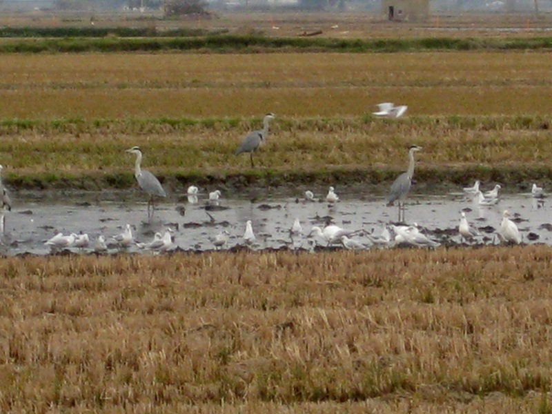 Delta de lEbre. Cam a la Bassa de lEncanyissada