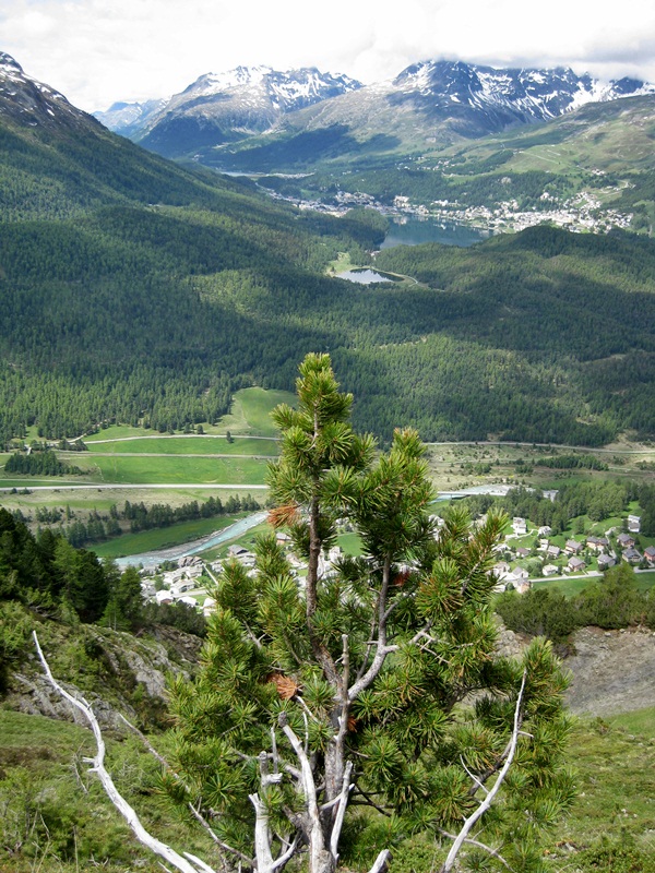 Camino de Muottas Muragl a Alp Languard