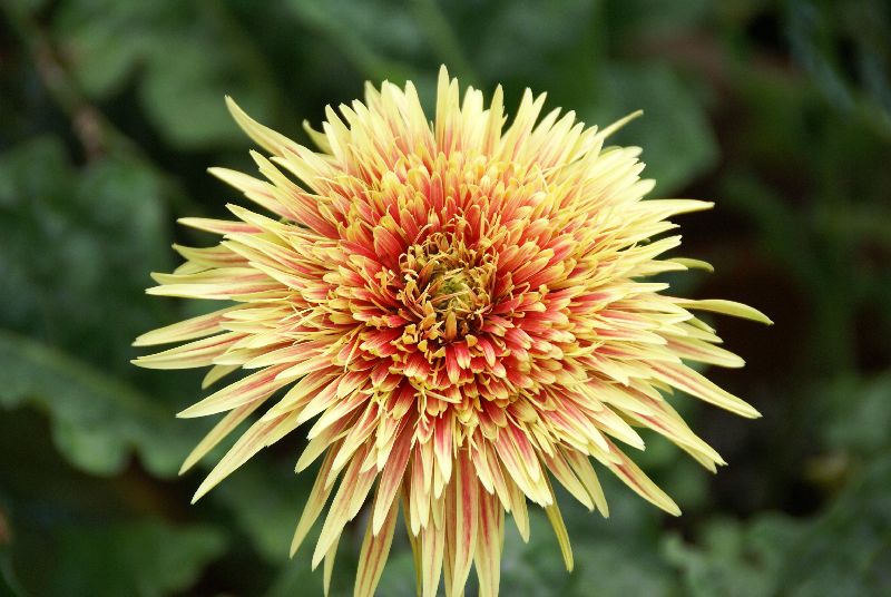 African Daisy