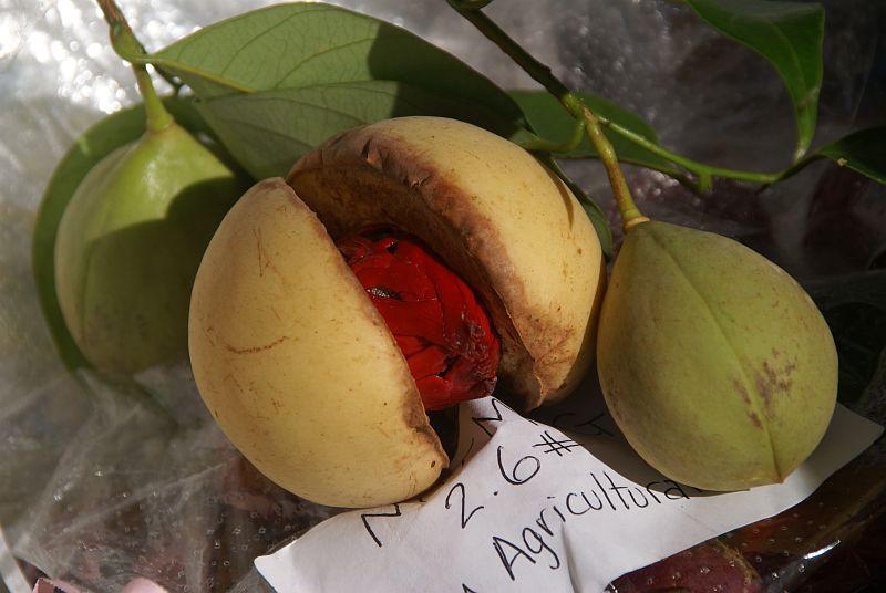 Nutmeg (Myristica fragrans)