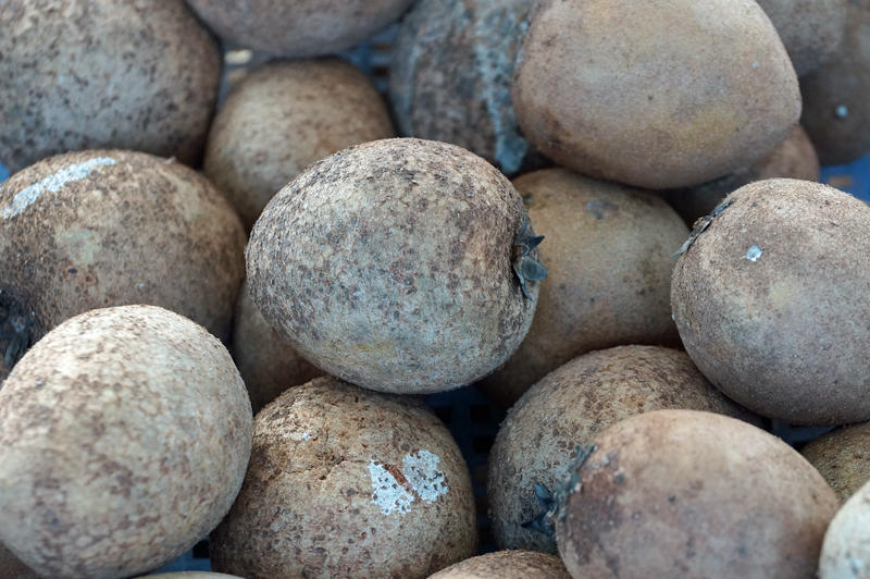 Naseberry (Manilkara zapota) or Sapodilla