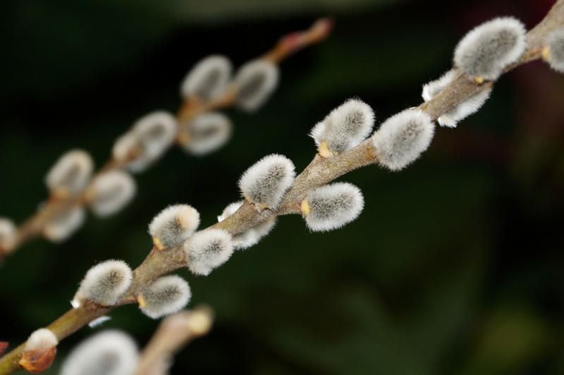 Pussywillow