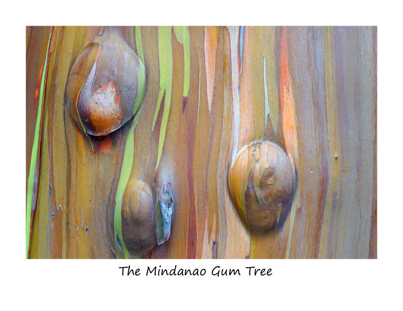 Mindanao Gum Tree