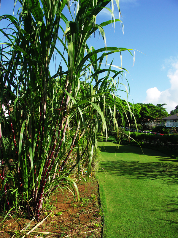 Sugar cane plant (Saccharum)