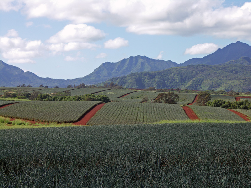Pineapple fields forever