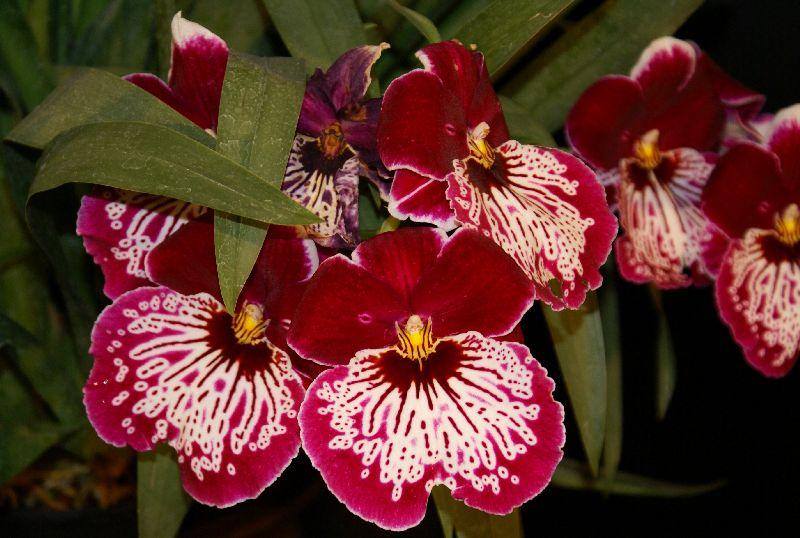 Orchid Miltonia