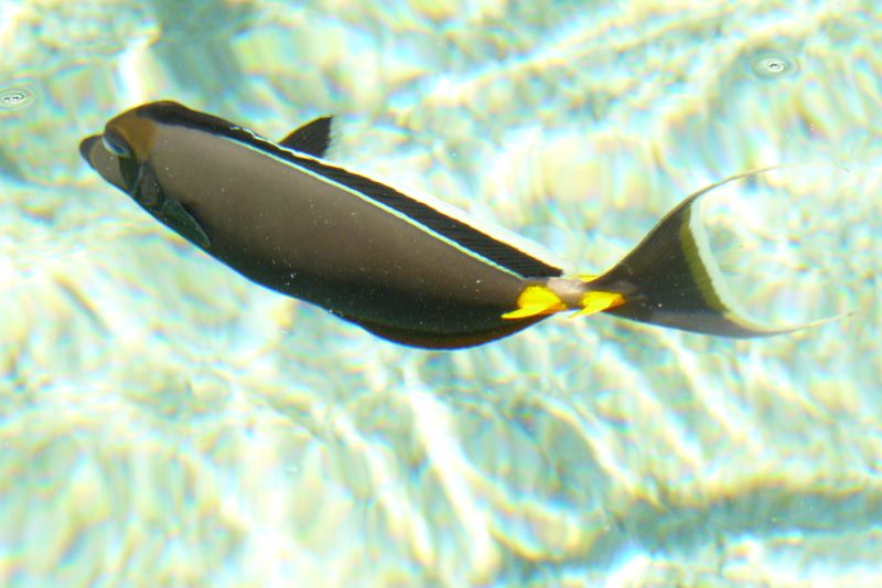 Aquarium, Maui