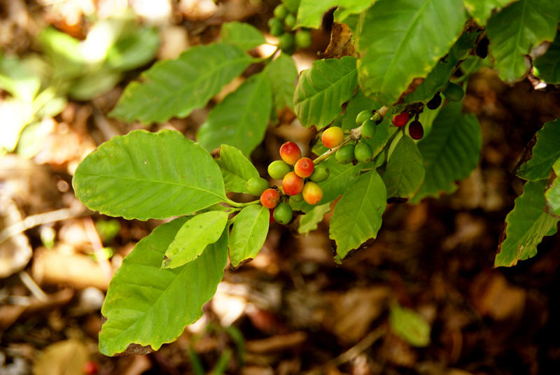 Coffee (Coffea Arabica)