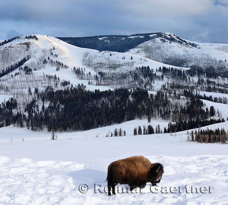 191 Lamar Valley Bison P.jpg