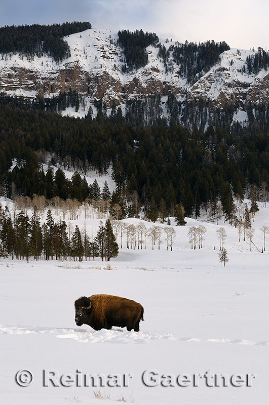 191 Soda Butte Bison 2.jpg