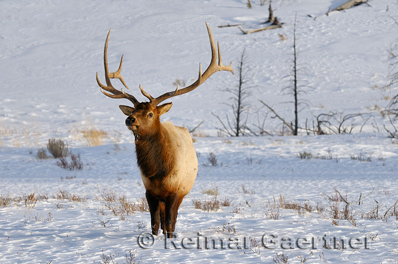 193 Bull Elk 5.jpg