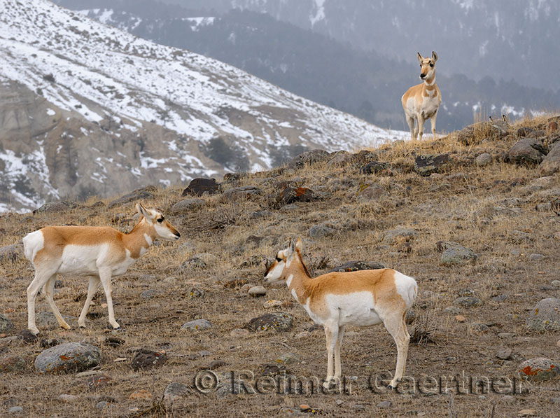 194 Pronghorn 1.jpg