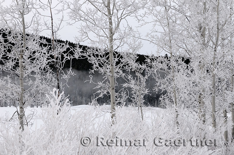 195 Oxbow Bend Frosted Trees 1.jpg