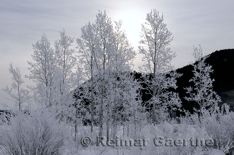 195 Oxbow Bend Frosted Trees 5.jpg