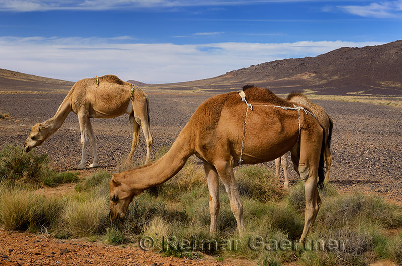 Berber Dromedary camels in diapers grazing on sage brush in Tafilalt basin Morocco