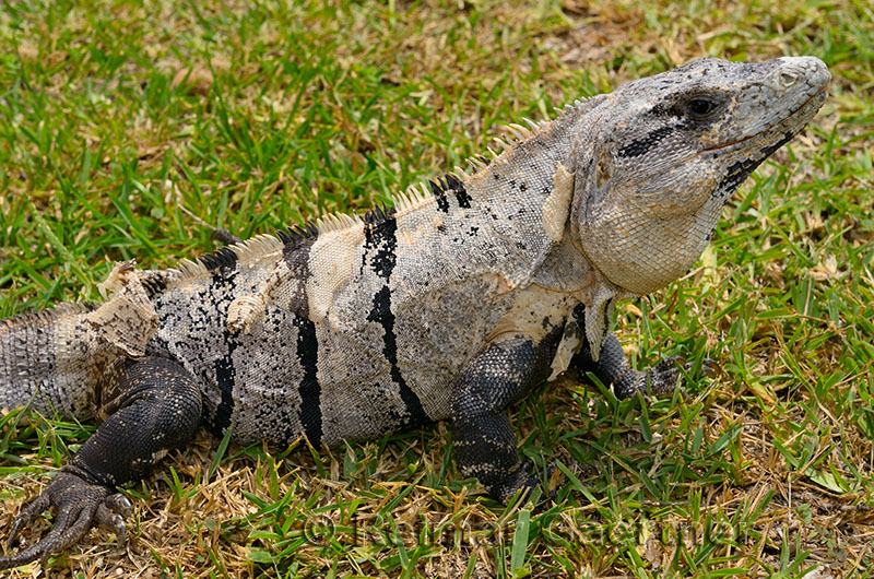 277 Molting Iguana.jpg