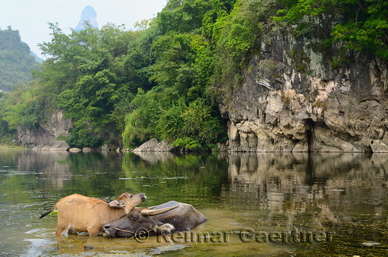 Mother Asian water buffalo nuzzling calf in a pond of the Li river at Fuli near Yangshuo China