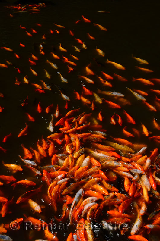 Swirling pattern of Koi fish coming for food in Yu Yuan Gardens Shanghai China