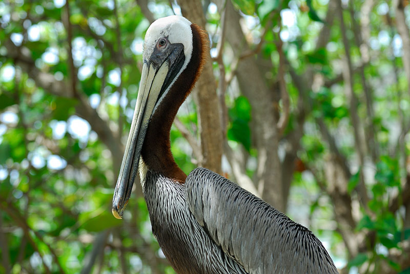 113 Brown Pelican.jpg