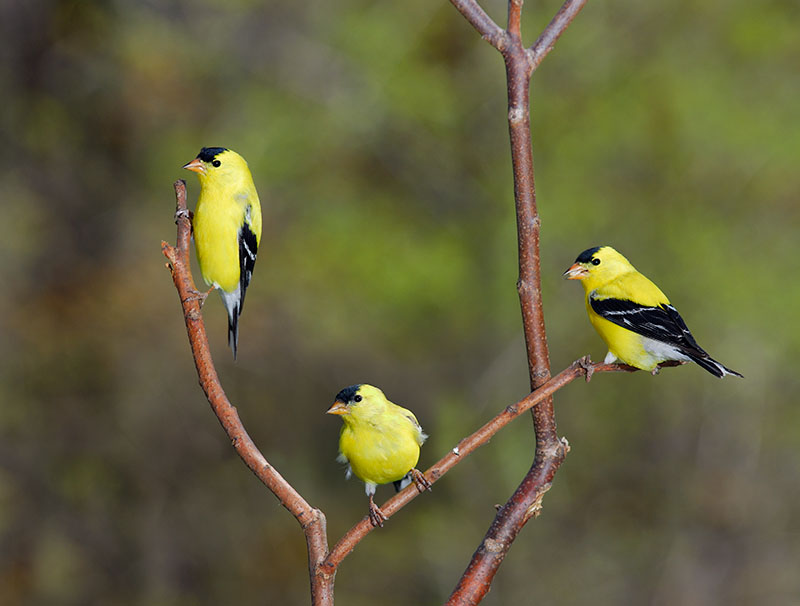 118 three male Goldfinches.jpg