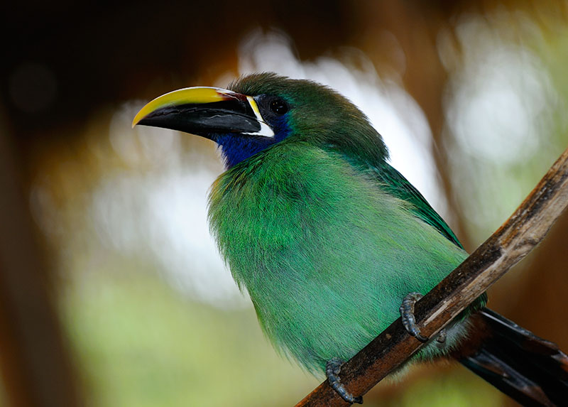 158 Emerald Toucanet.jpg