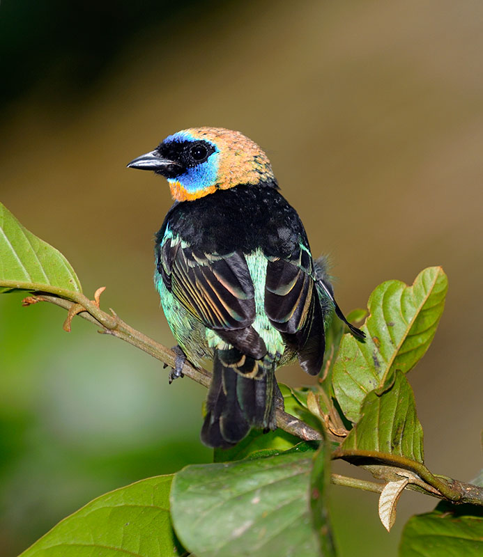 158 Golden Hooded Tanager.jpg