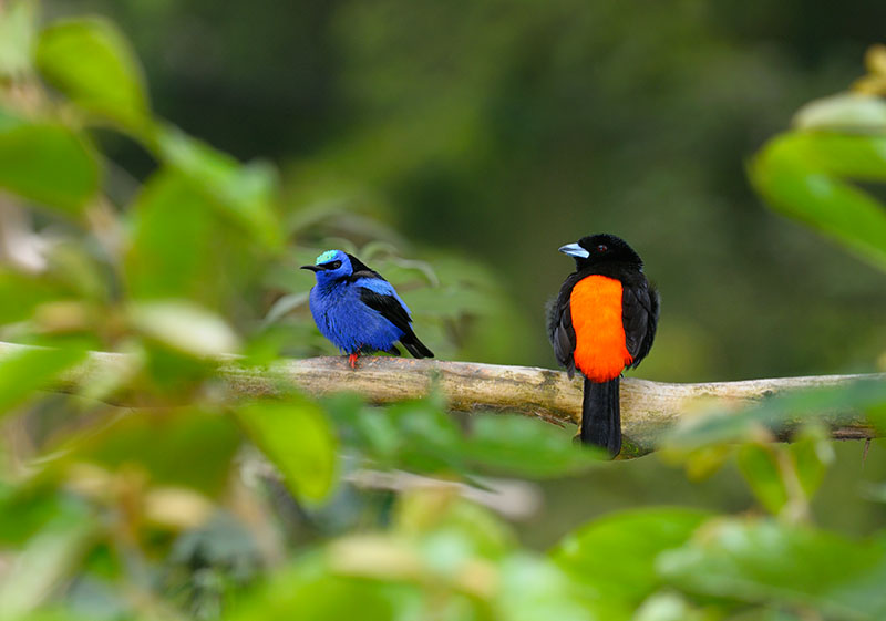 158 Red Legged Honeycreeper and Cherries Tanager.jpg