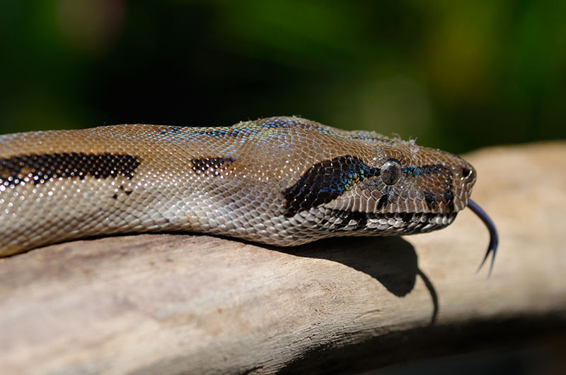 161 Boa Head 3.jpg