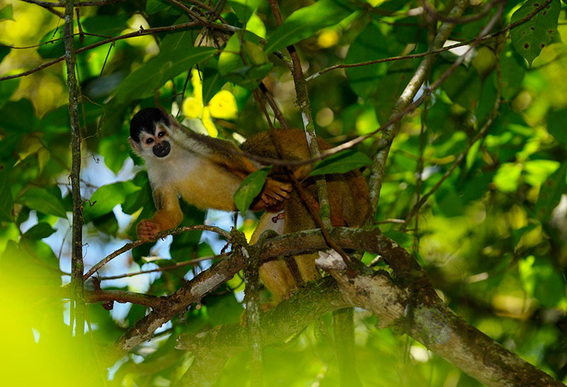 Two male squirrel monkeys copulating in rainforest tree branches of Costa Rica