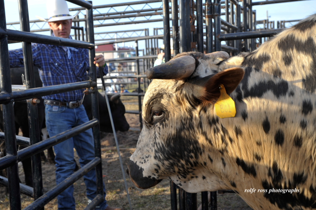 South Florida Rodeo 2012