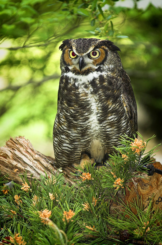 Great Horned Owl