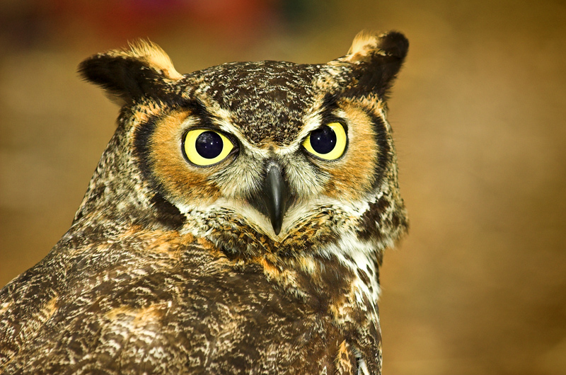 Great Horned Owl