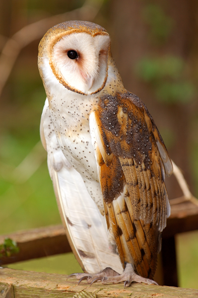 Barn Owl