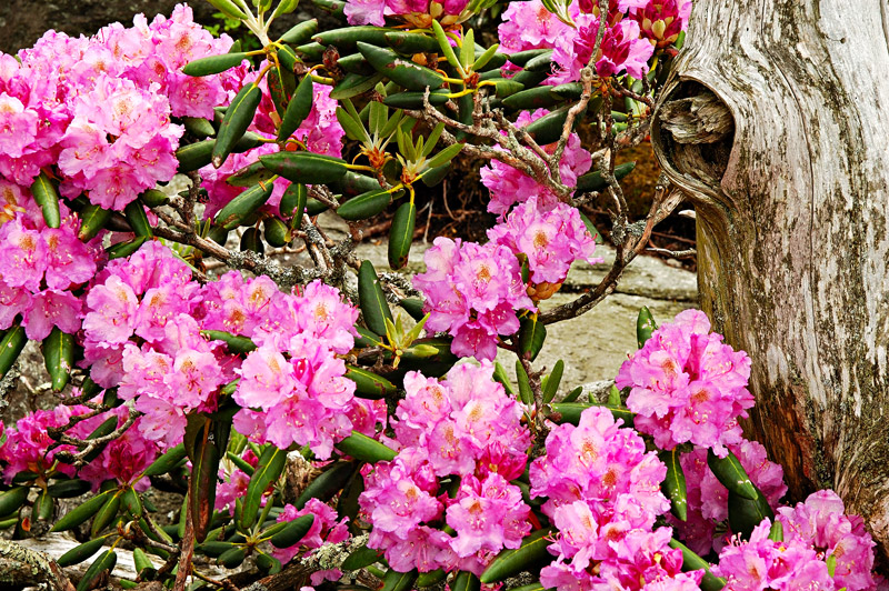 Catawba Rhododendron