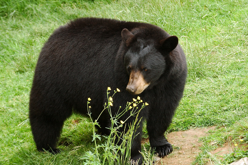 Black Bear (Stop and Smell the Flowers)