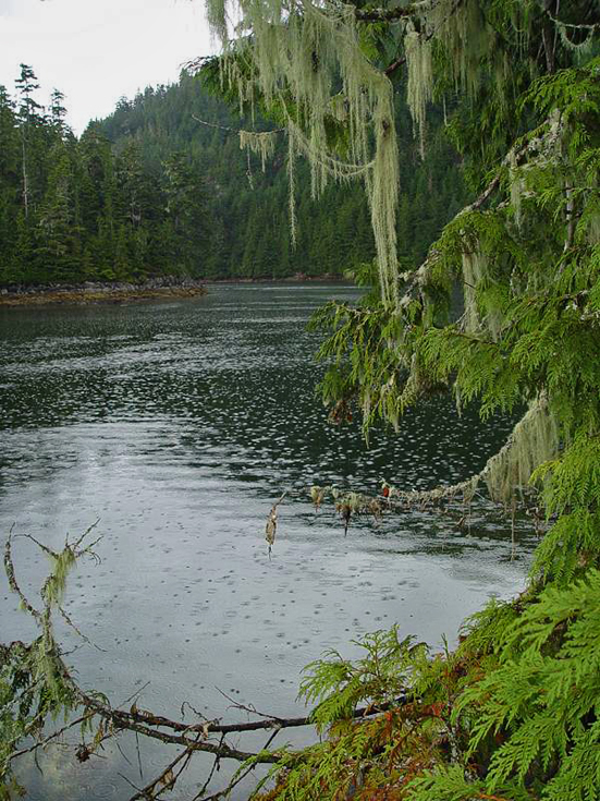 Cedar Rain