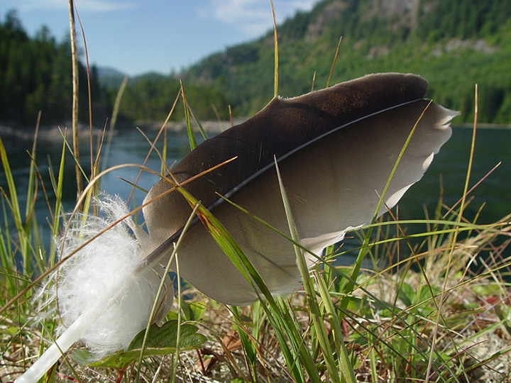 Eagle Feather