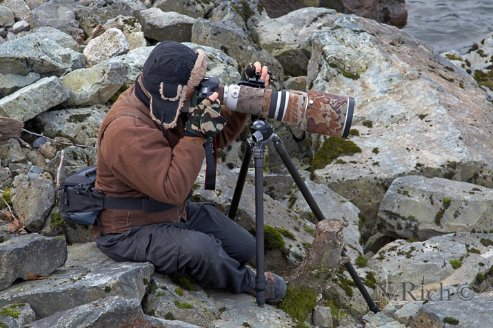 N.Rich: Photographing eagles: winter 08