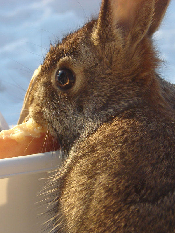 February 4, 2009<br><font size=2>Fear and Hunger</font>