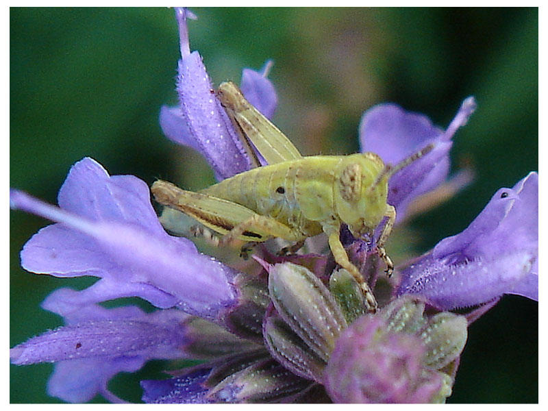 June 25, 2007<br><font size=2>Micro hopper</font>