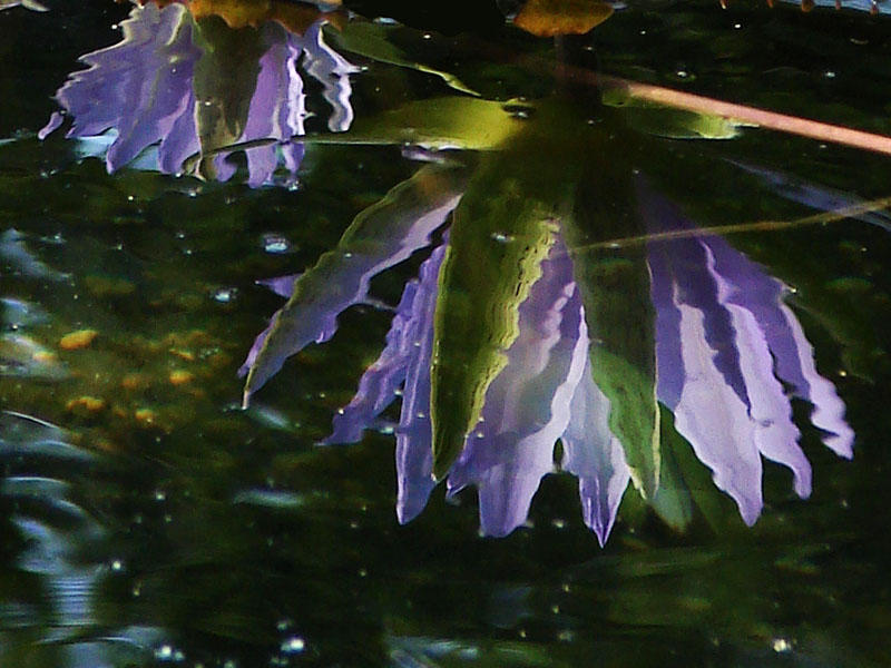 DSC01993_reflection.JPG