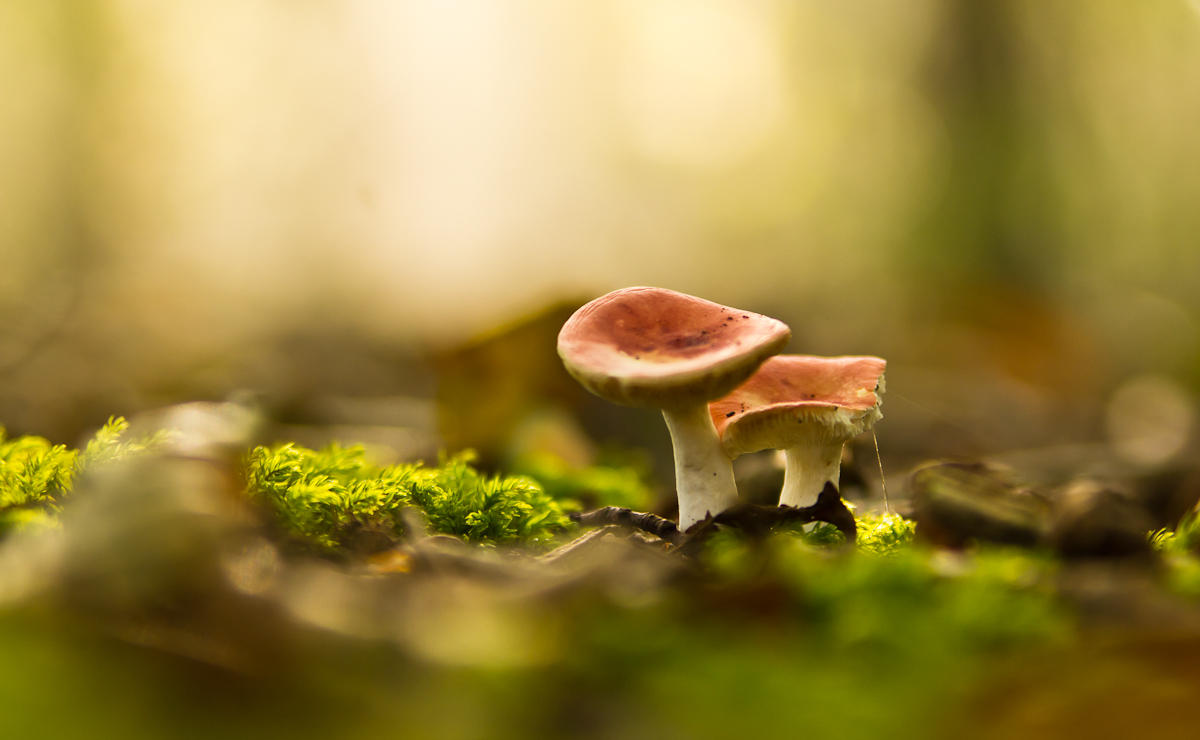 Little mushrooms.jpg